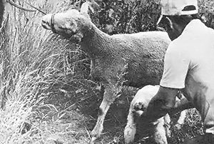 A halter will restrain a ewe when a young lamb is learning to nurse.